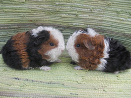 Zsámbékiak Szabadegyeteme