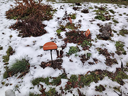 Gyógynövény évkör